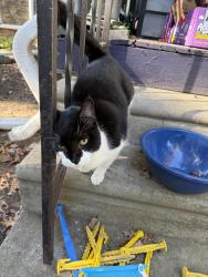 Found/Stray Male Cat last seen Cherokee and Pelham, Philadelphia, PA 19119