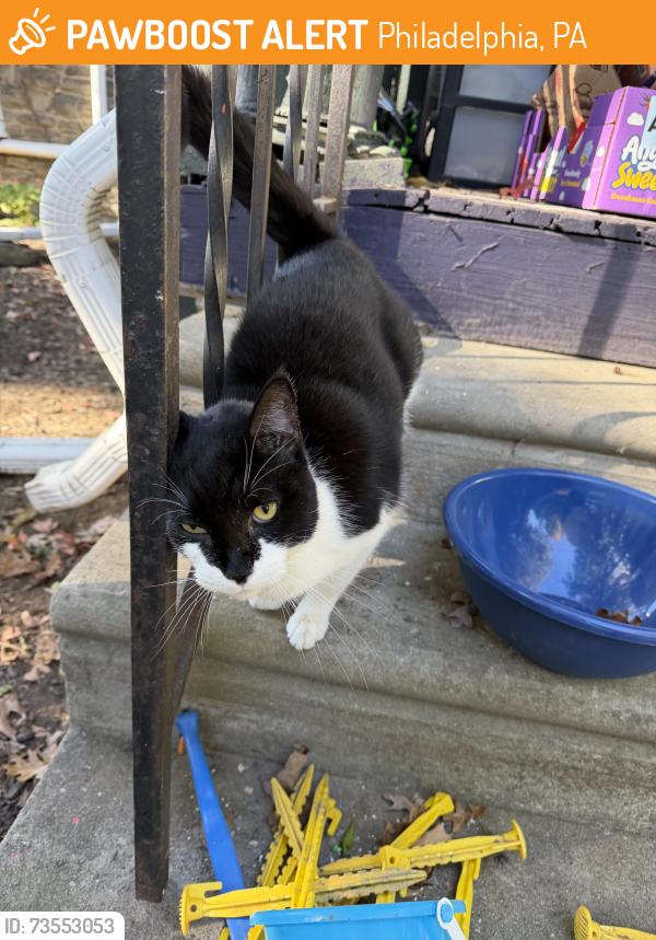 Found/Stray Male Cat last seen Cherokee and Pelham, Philadelphia, PA 19119