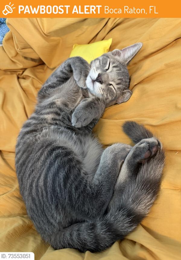 Found/Stray Male Cat last seen Near SW 66th Ave, Boca Raton, FL 33428, Boca Raton, FL 33428