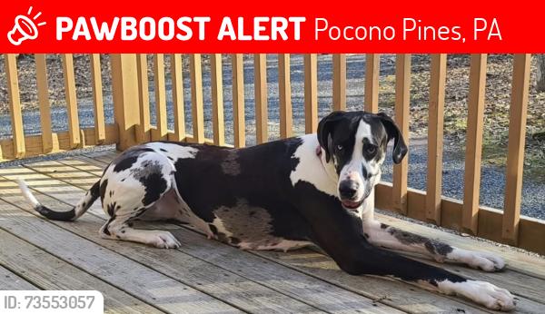 Lost Female Dog last seen Near and cross st, Pocono Pines, PA 18350
