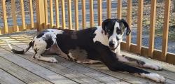 Lost Female Dog last seen Near and cross st, Pocono Pines, PA 18350