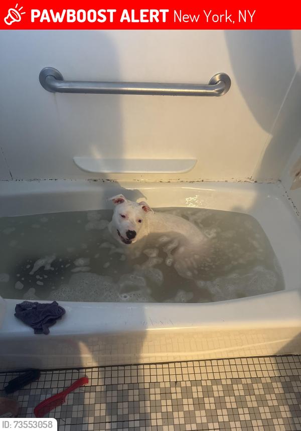 Lost Female Dog last seen 112th & 2nd Ave, New York, NY 10029