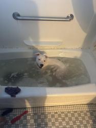 Lost Female Dog last seen 112th & 2nd Ave, New York, NY 10029