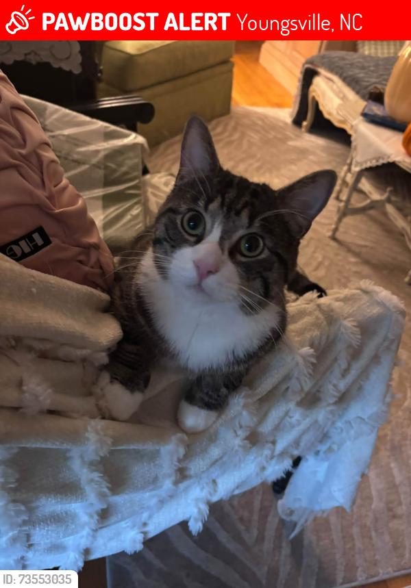 Lost Male Cat last seen Hwy 96, Youngsville, NC 27596