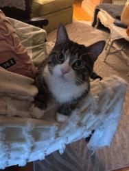 Lost Male Cat last seen Hwy 96, Youngsville, NC 27596