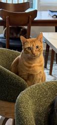 Lost Male Cat last seen Marinwood Cir NE @ South Kingston Rd, Kingston, WA 98346