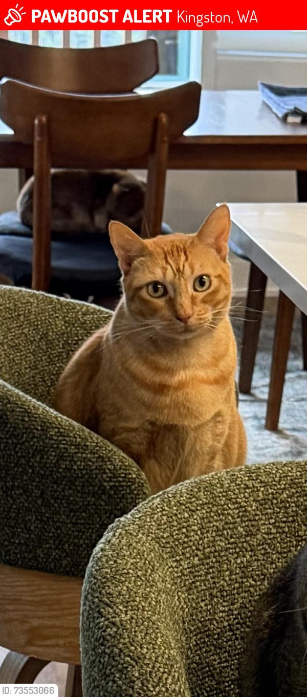 Lost Male Cat last seen Marinwood Cir NE @ South Kingston Rd, Kingston, WA 98346