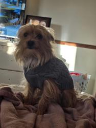 Reunited Male Dog last seen Near greenfield ave st Paul mn 55112, Saint Paul, MN 55112