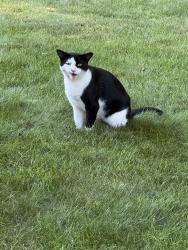 Found/Stray Unknown Cat last seen Ruby lane NW, Rochester, MN 55901