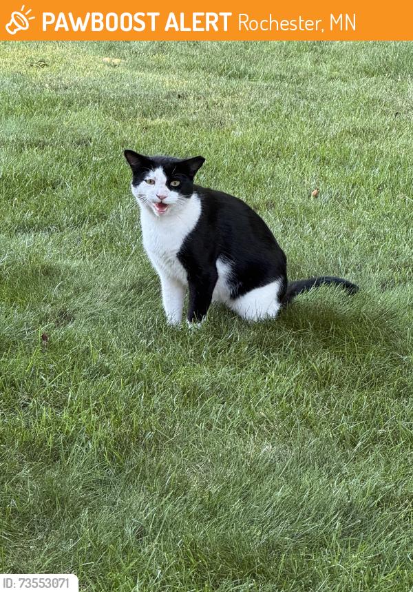 Found/Stray Unknown Cat last seen Ruby lane NW, Rochester, MN 55901