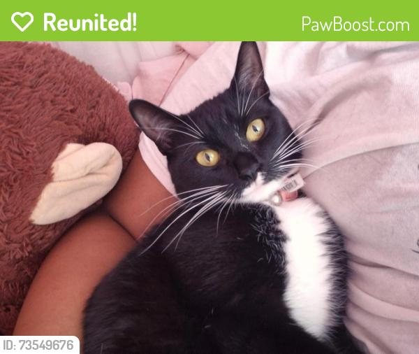 Reunited Female Cat last seen Lawrenceville Hwy near One Mission Church, Tucker, GA 30084