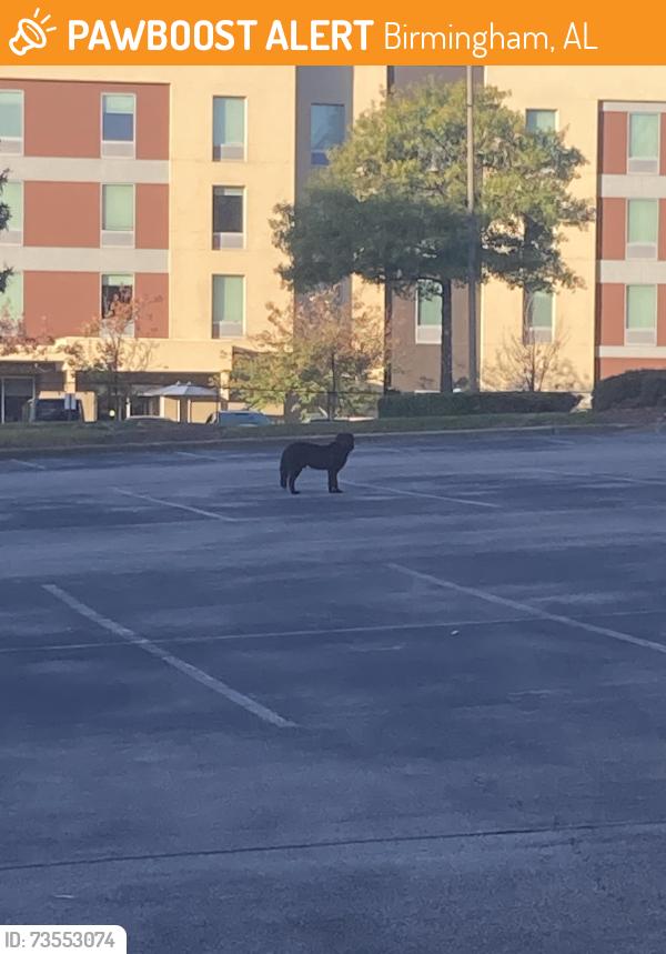 Found/Stray Unknown Dog last seen Home 2 Suites, Birmingham, AL 35243