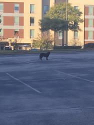 Found/Stray Unknown Dog last seen Home 2 Suites, Birmingham, AL 35243
