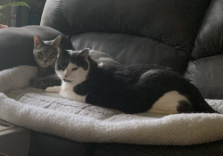 Lost Male Cat last seen Shultz road/Millwood road, Pequea Township, PA 17603