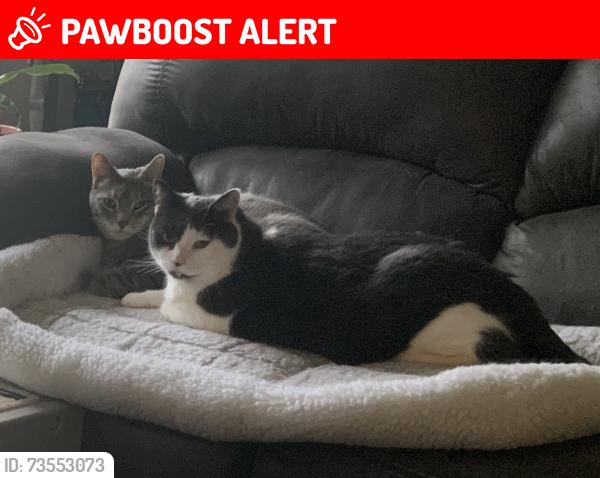 Lost Male Cat last seen Shultz road/Millwood road, Pequea Township, PA 17603