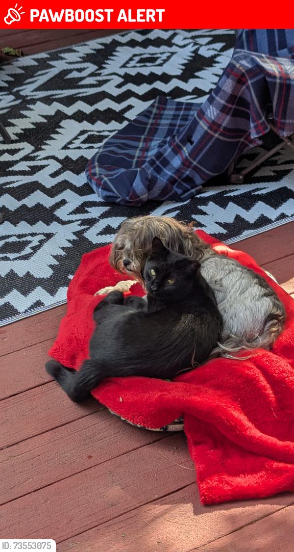 Lost Female Cat last seen Newton Court, Commerce Township, MI 48390