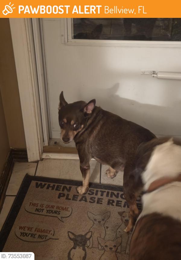 Found/Stray Male Dog last seen Pam, Bellview, FL 32526
