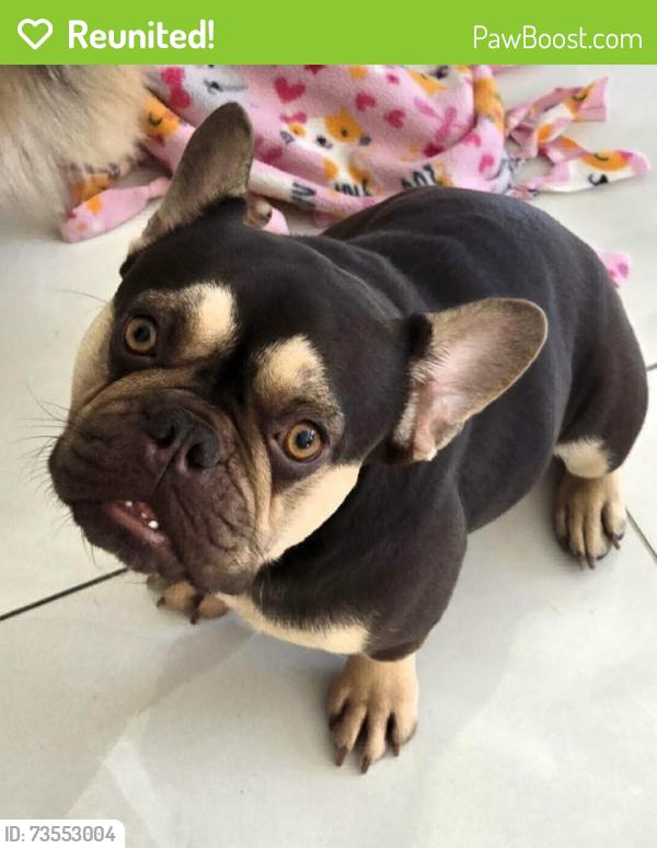 Reunited Female Dog last seen Near SW 66th St, Miami, FL 33193, USA, Miami, FL 33193