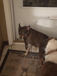 Found/Stray Male Dog last seen Pam, Bellview, FL 32526