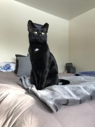 Lost Female Cat last seen Brockport-Spencerport Rd and Washington St, Spencerport, NY 14559