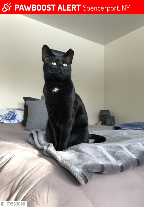 Lost Female Cat last seen Brockport-Spencerport Rd and Washington St, Spencerport, NY 14559