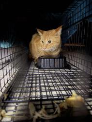 Reunited Male Cat last seen Cimarron Trails apmts, Green Bay, WI 54302