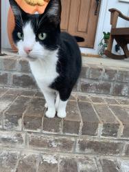 Reunited Unknown Cat last seen Near Glenhill Cir, Chattanooga, TN 37415, USA, Chattanooga, TN 37415