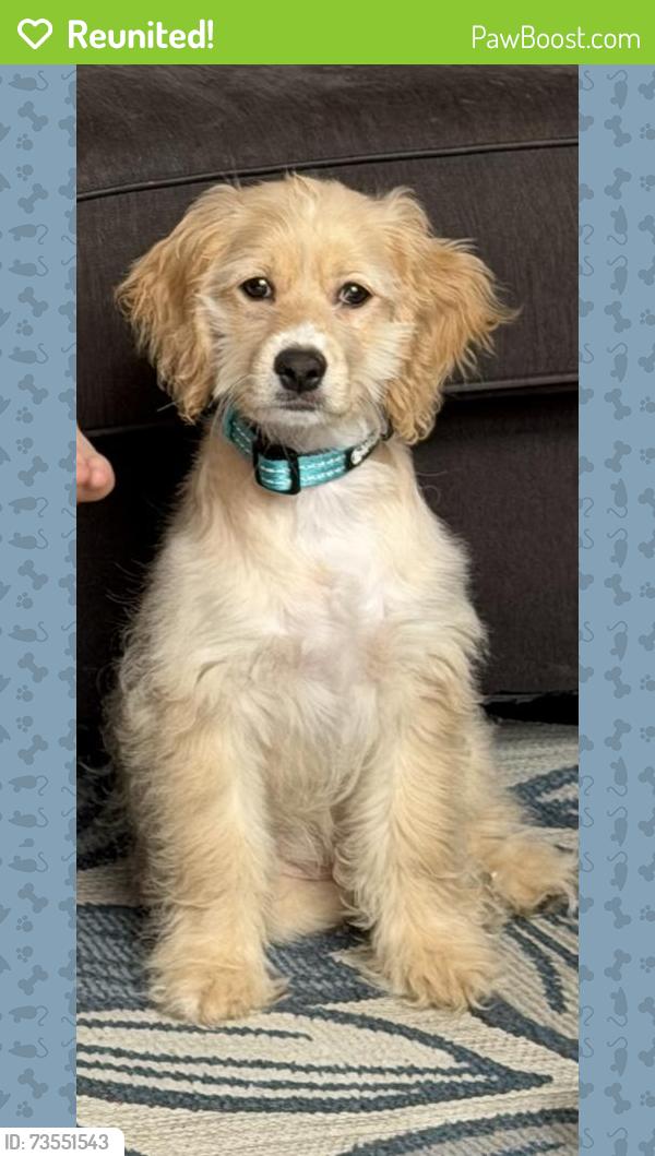 Reunited Male Dog last seen SW Dean Drive, Grain Valley, MO 64029