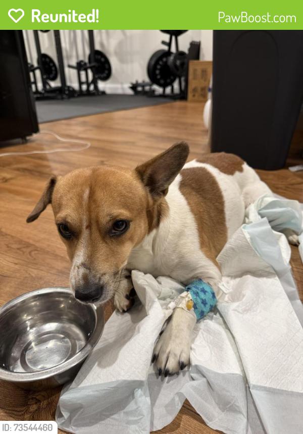 Reunited Male Dog last seen MM, Moscow Mills, MO 63362