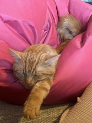 Lost Male Cat last seen College, Cambridgeshire, England CB4 2TL
