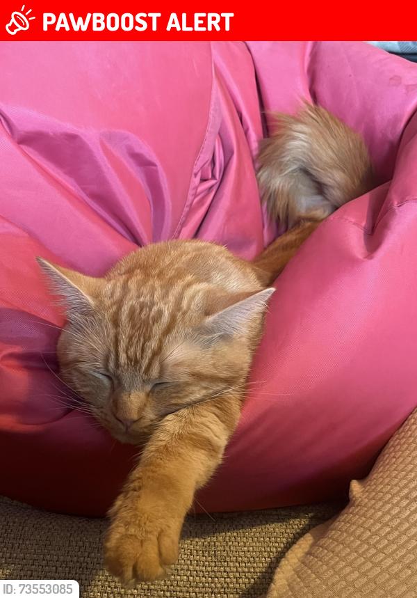 Lost Male Cat last seen College, Cambridgeshire, England CB4 2TL