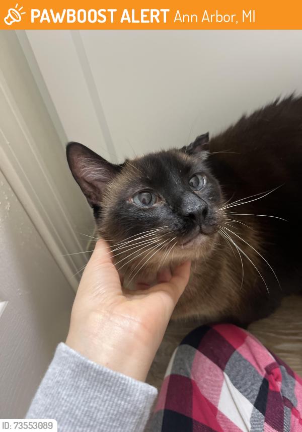 Found/Stray Unknown Cat last seen Around Arbor Landings apmts, Ann Arbor, MI 48103