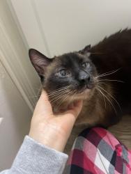 Found/Stray Unknown Cat last seen Around Arbor Landings apmts, Ann Arbor, MI 48103