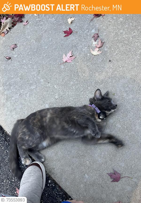 Found/Stray Unknown Cat last seen Near block 5th Ave NE, Rochester, MN 55906