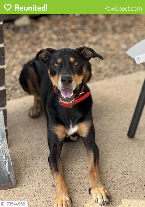 Reunited Female Dog last seen St James Circuit, Heritage Park, QLD 4118