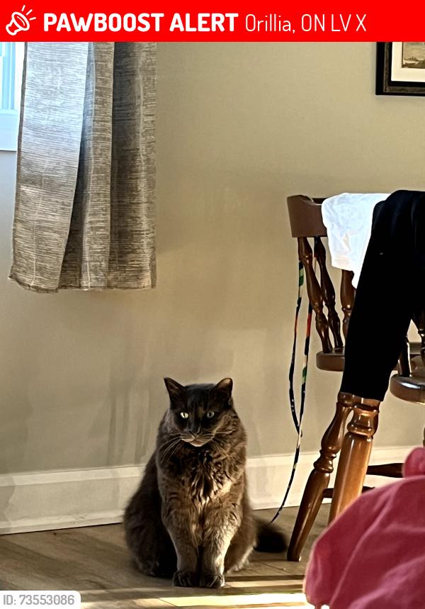 Lost Male Cat last seen Near high street Orillia, Orillia, ON L3V 4X9