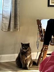 Lost Male Cat last seen Near high street Orillia, Orillia, ON L3V 4X9