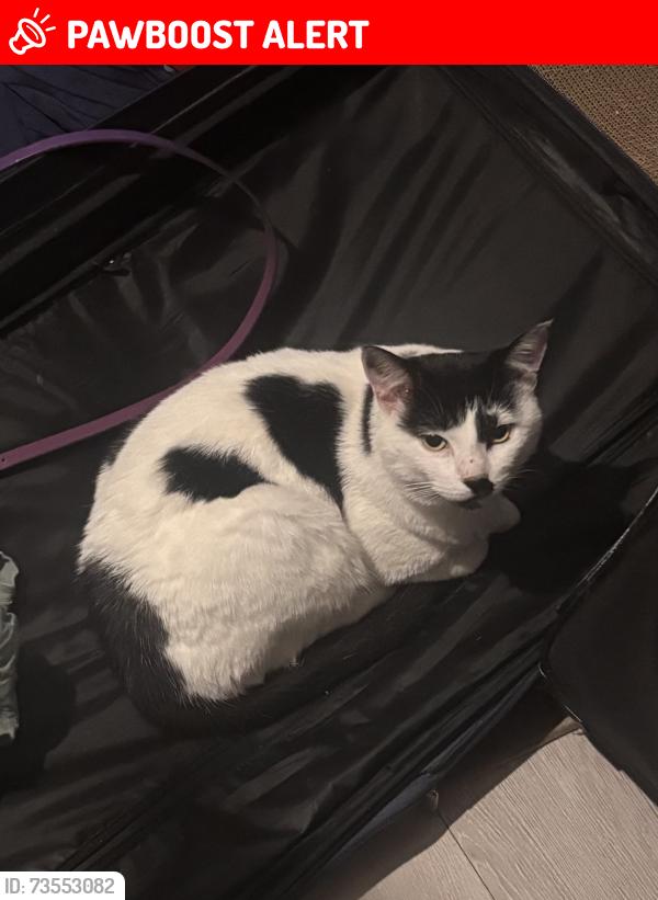 Lost Male Cat last seen Rothwell street, Greater Manchester, England BL3