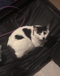 Lost Male Cat last seen Rothwell street, Greater Manchester, England BL3