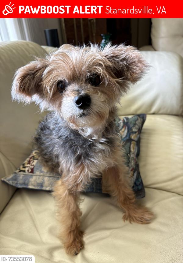 Lost Male Dog last seen Mountain Laurel Pass and Bull Yearling Run, Sanardsville, VA 22973, Stanardsville, VA 22973