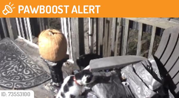 Found/Stray Unknown Cat last seen Bluefield road, Lexington County, SC 29073