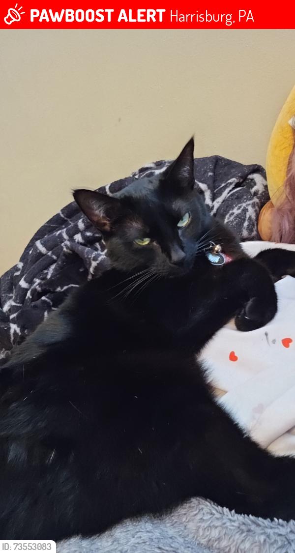 Lost Female Cat last seen Crossing alley behind 1208 n 17th street, Harrisburg, PA 17103