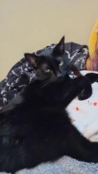 Lost Female Cat last seen Crossing alley behind 1208 n 17th street, Harrisburg, PA 17103