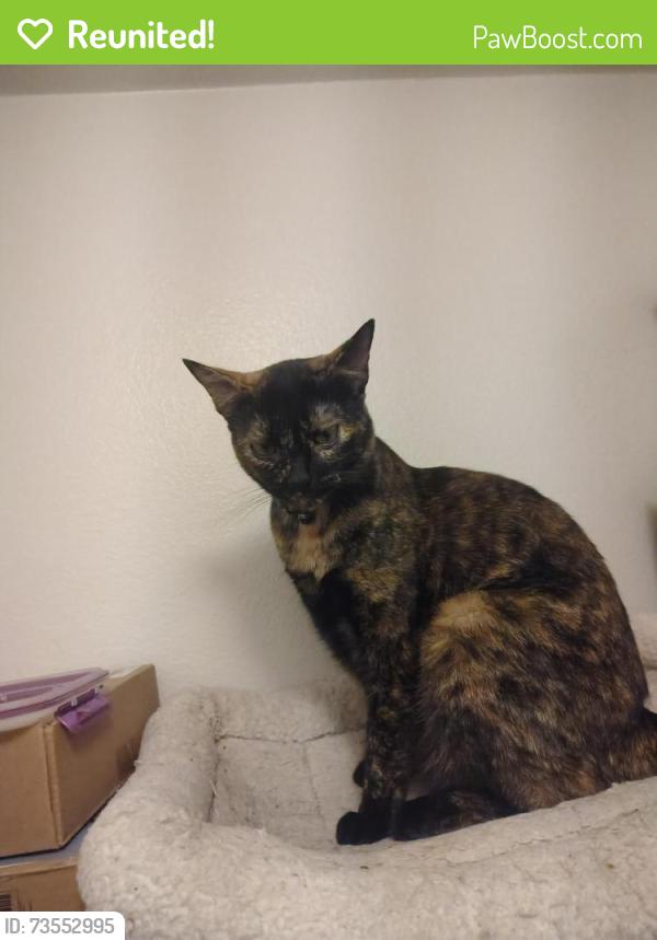 Reunited Female Cat last seen Harrison and limonite, Eastvale, CA 92880