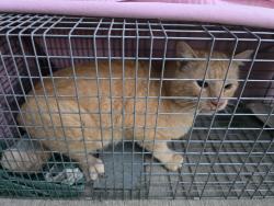 Reunited Unknown Cat last seen 124th and 123rd St, Platte City, MO 64079