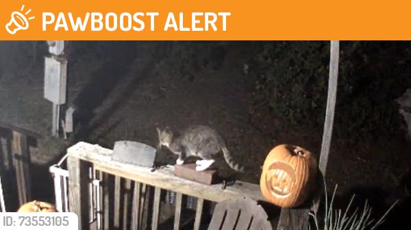 Found/Stray Unknown Cat last seen Bluefield Road, Lexington County, SC 29073