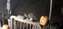Found/Stray Unknown Cat last seen Bluefield Road, Lexington County, SC 29073