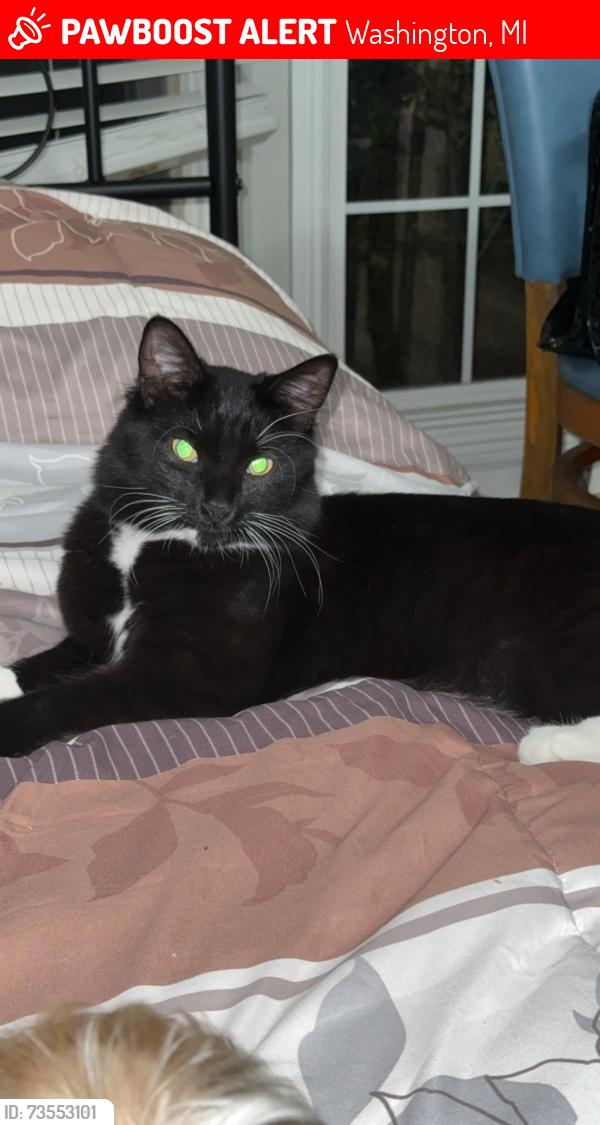 Lost Male Cat last seen Van dyke and 26 mile, Washington, MI 48094