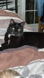 Lost Male Cat last seen Van dyke and 26 mile, Washington, MI 48094