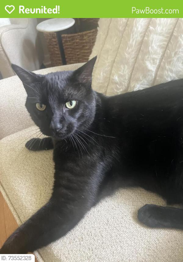 Reunited Male Cat last seen Gordon x Lake - near O'Neil, Clayton, NC 27520